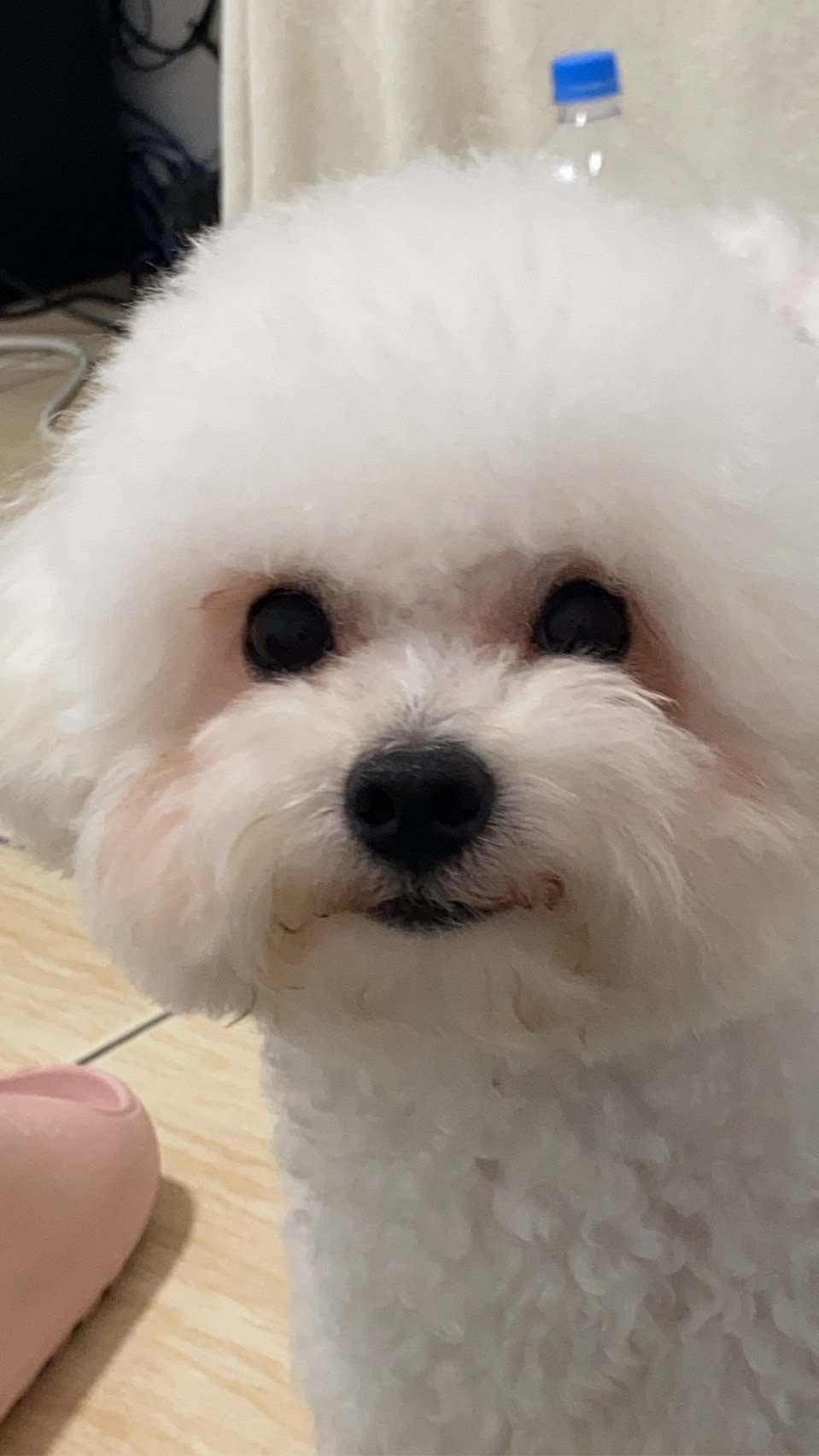 許智崴（咖哩）